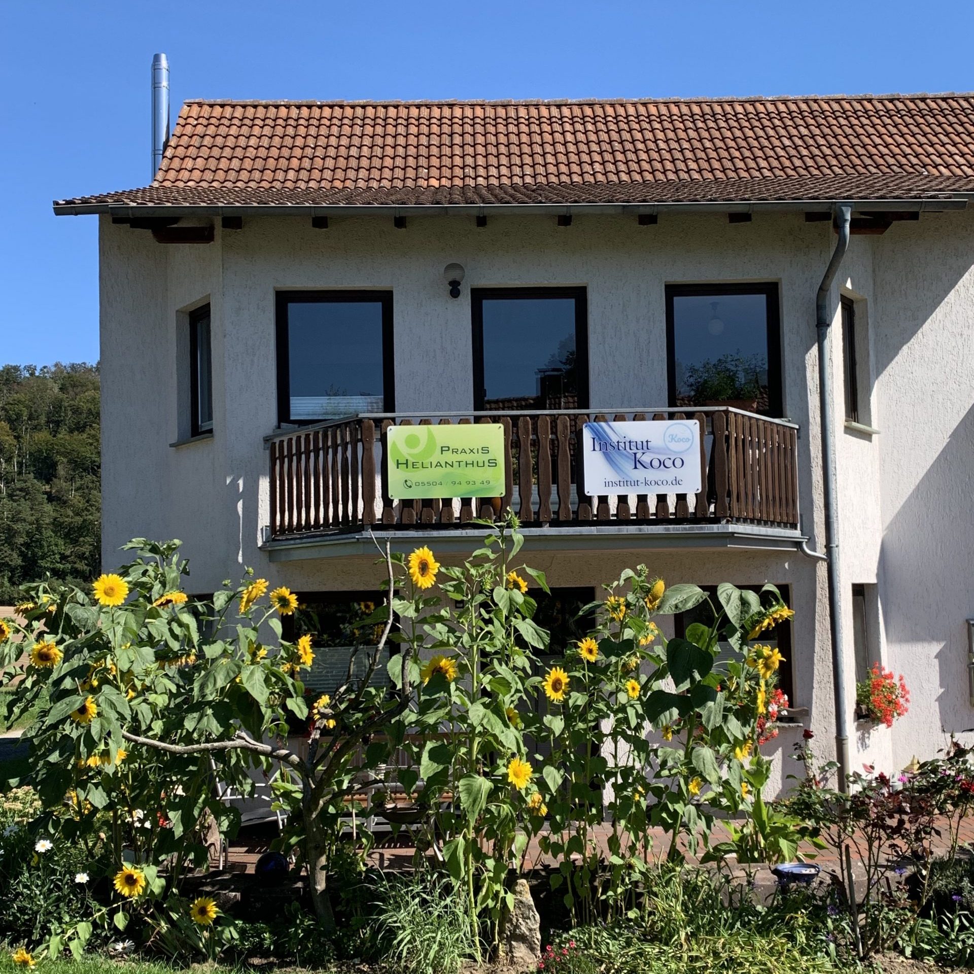 Sonnenblumen